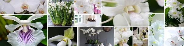 ORCHIDEE